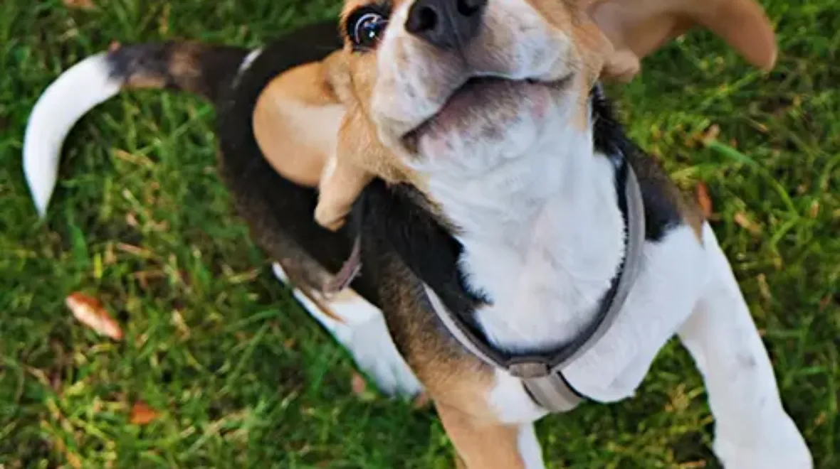 Pet Insurance Cover and Quotes Everypaw