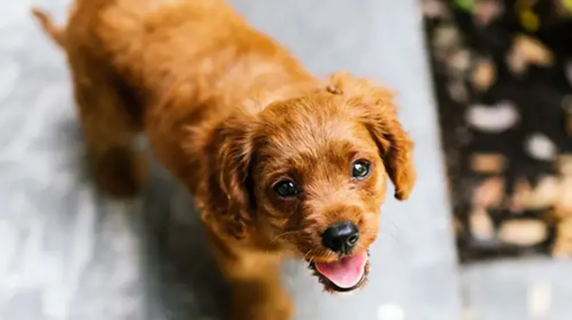 Pet Insurance Cover and Quotes | Everypaw