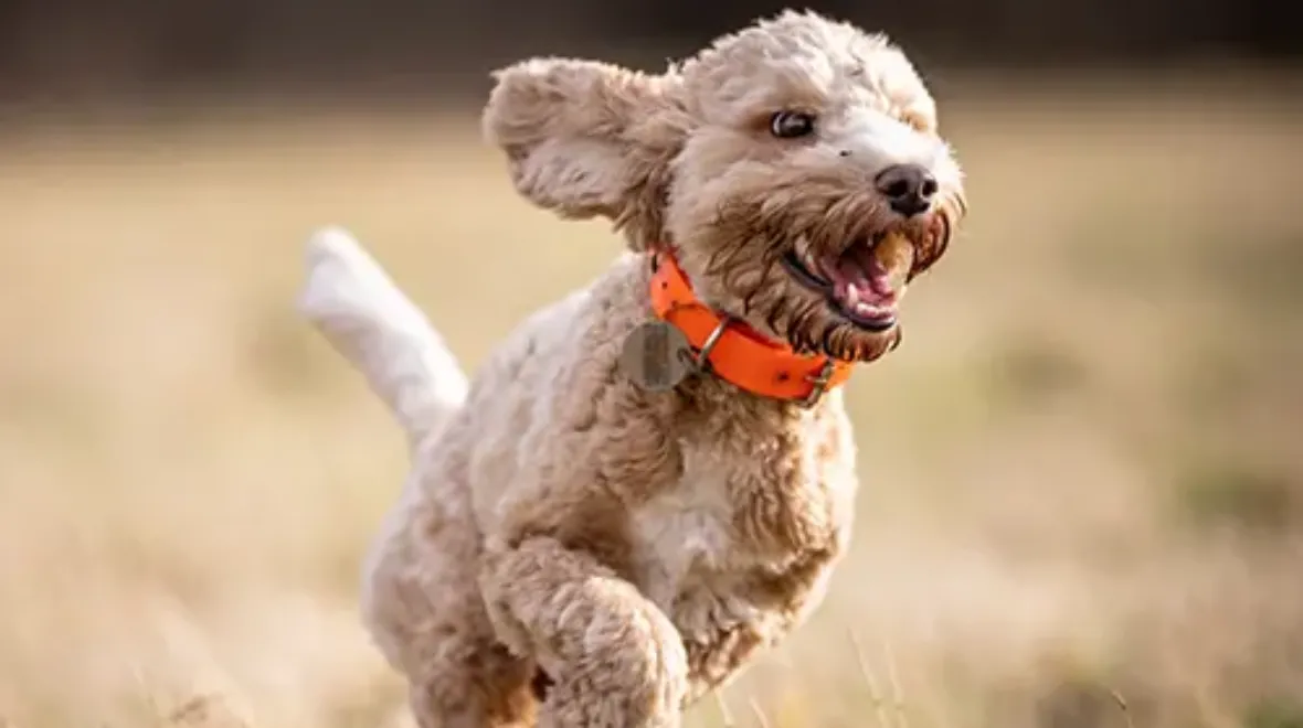 Pet Insurance Cover and Quotes Everypaw