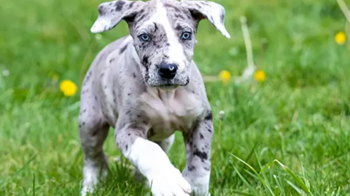 Pet Insurance Cover and Quotes Everypaw