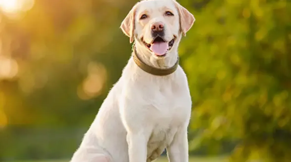 Pet Insurance Cover and Quotes Everypaw