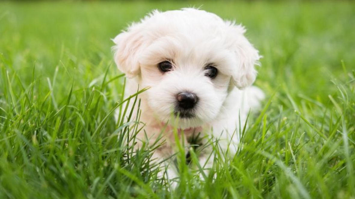 Pet Insurance Cover and Quotes Everypaw Pet Insurance Cover and Quotes Everypaw