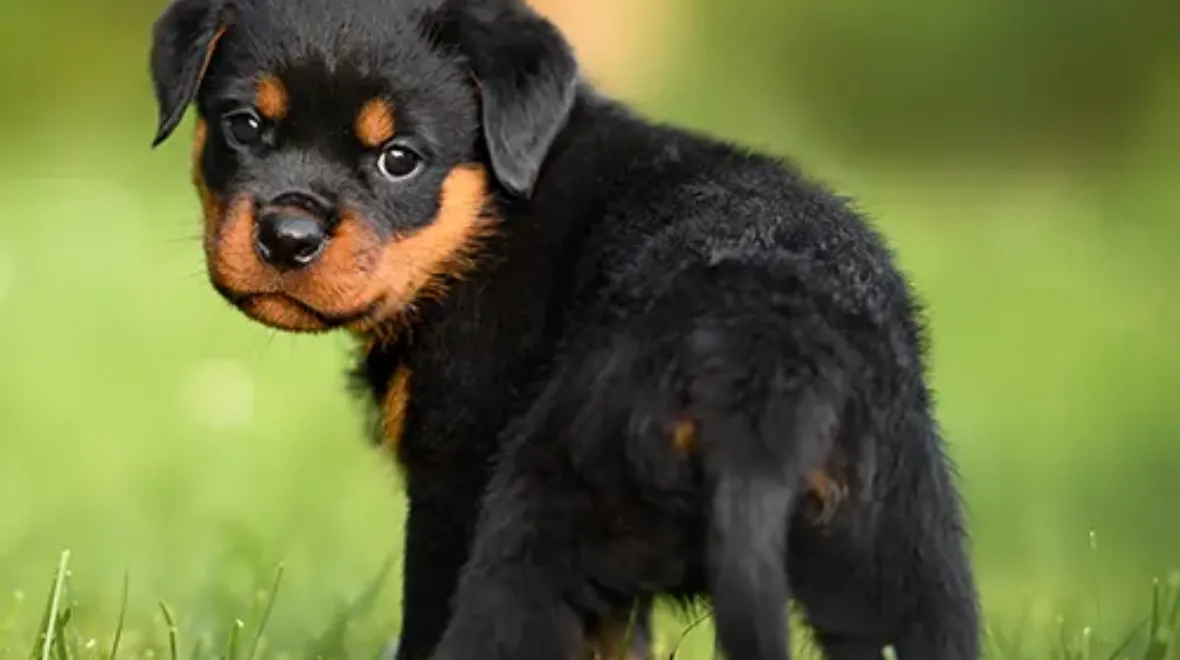 Pet Insurance Cover and Quotes Everypaw