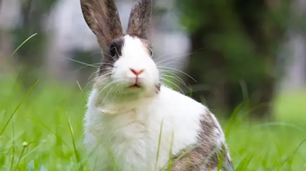 That Dam Rabbit Pet Insurance Cover and Quotes | Everypaw