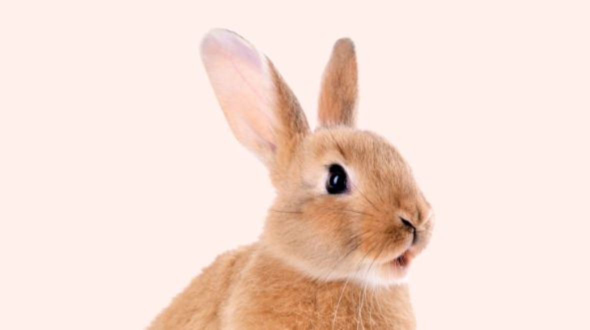 Pet Insurance Cover and Quotes Everypaw