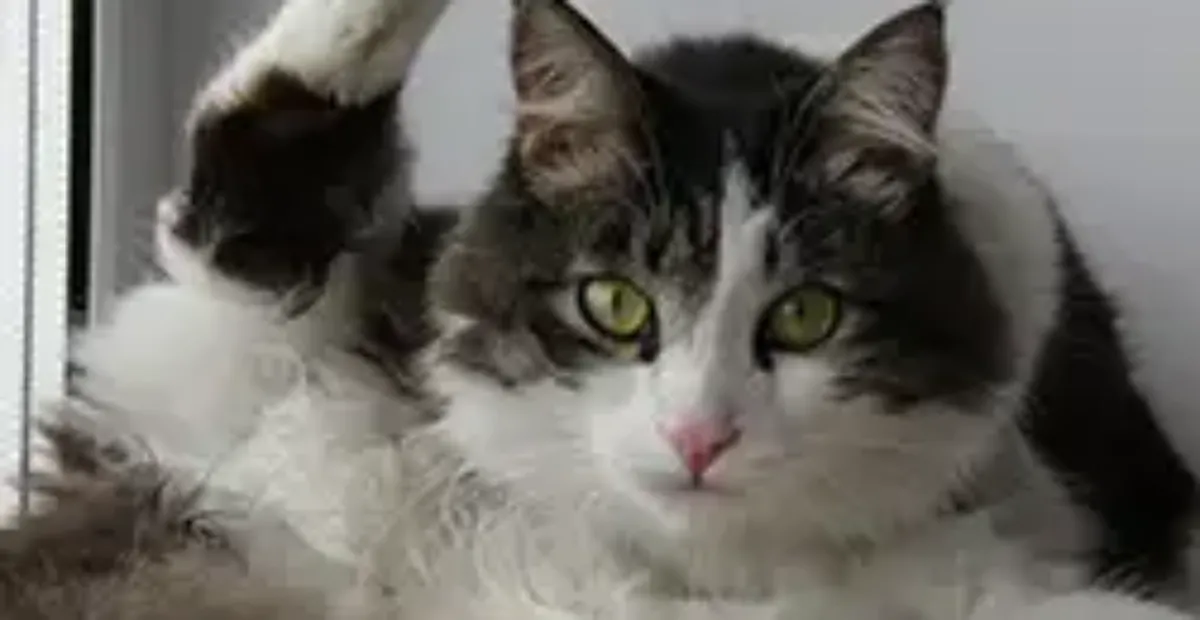 do male cats masturbate Do Cats Masturbate? Feline Behavior Explained