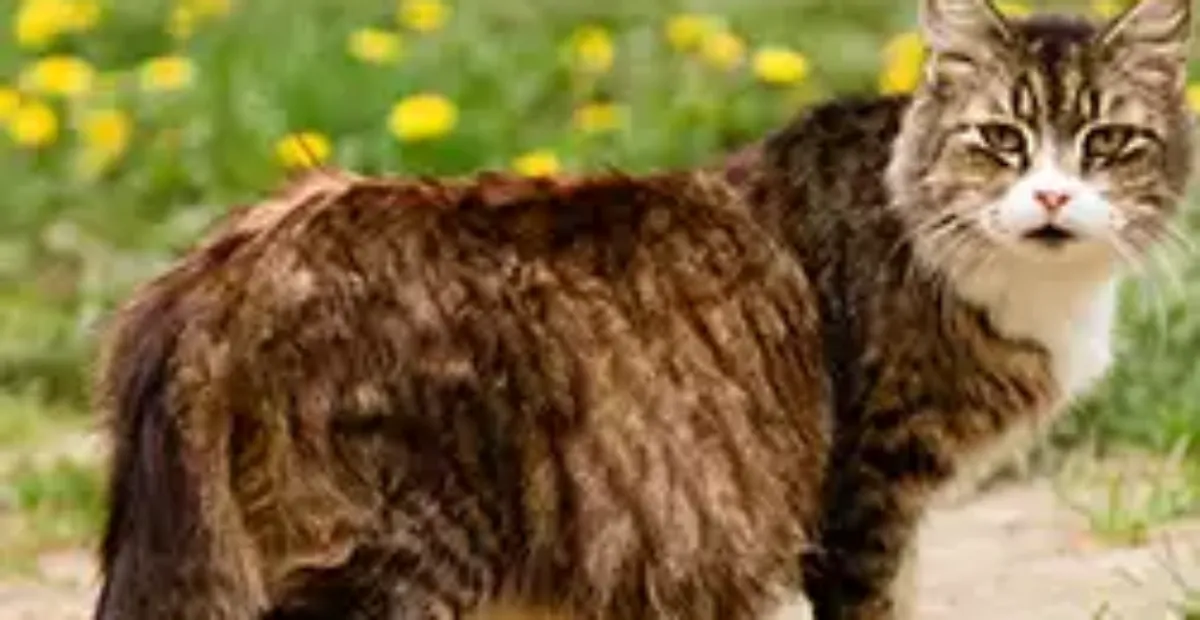 A Guide to Cat Pregnancy By Week | Everypaw