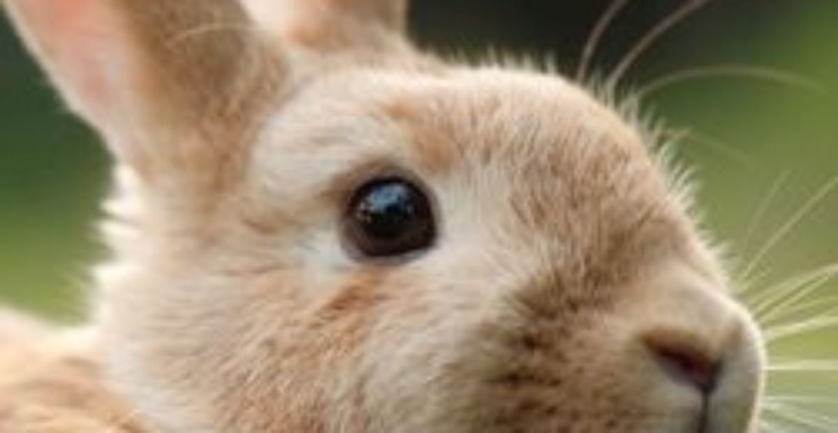 Common Rabbit Eye Problems to Keep an Eye Out For