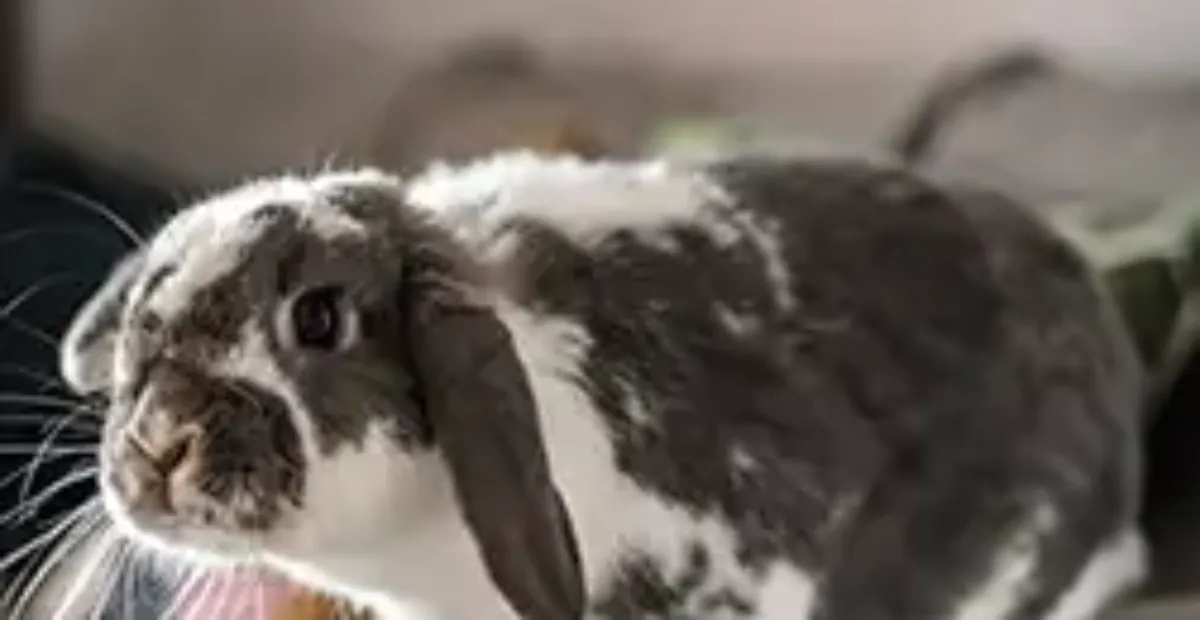That Dam Rabbit What are the Most Common Rabbit Spine Problems | Everypaw