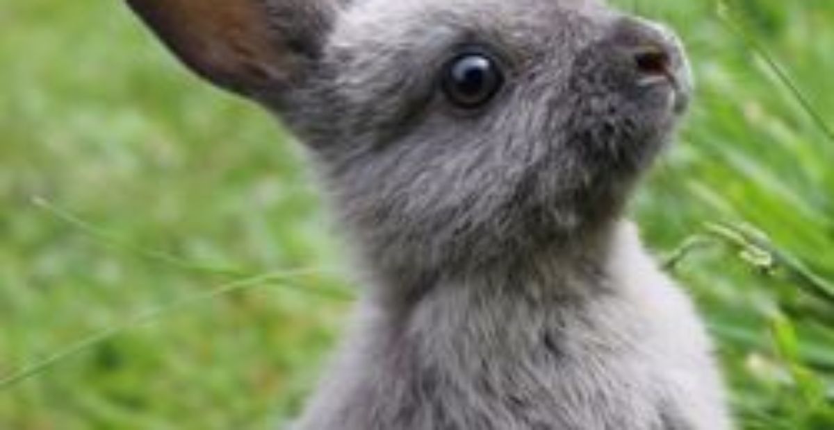 Understanding Fly Strike on Rabbits | Everypaw