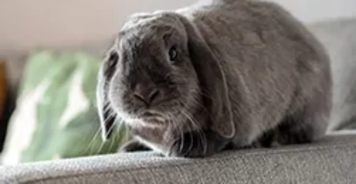 Frequently Asked Questions About Rabbits | Everypaw