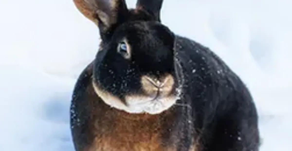 That Dam Rabbit Signs and Symptoms of Hypothermia in Rabbits | Everypaw
