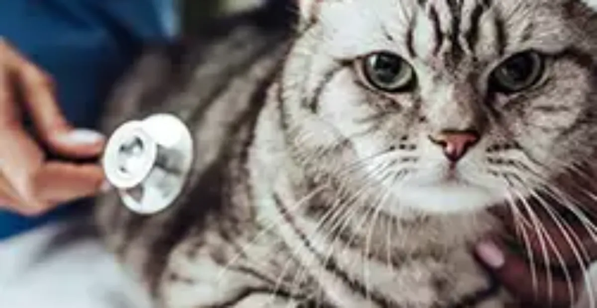 Hypothyroidism in Cats: Our Complete Guide | Everypaw