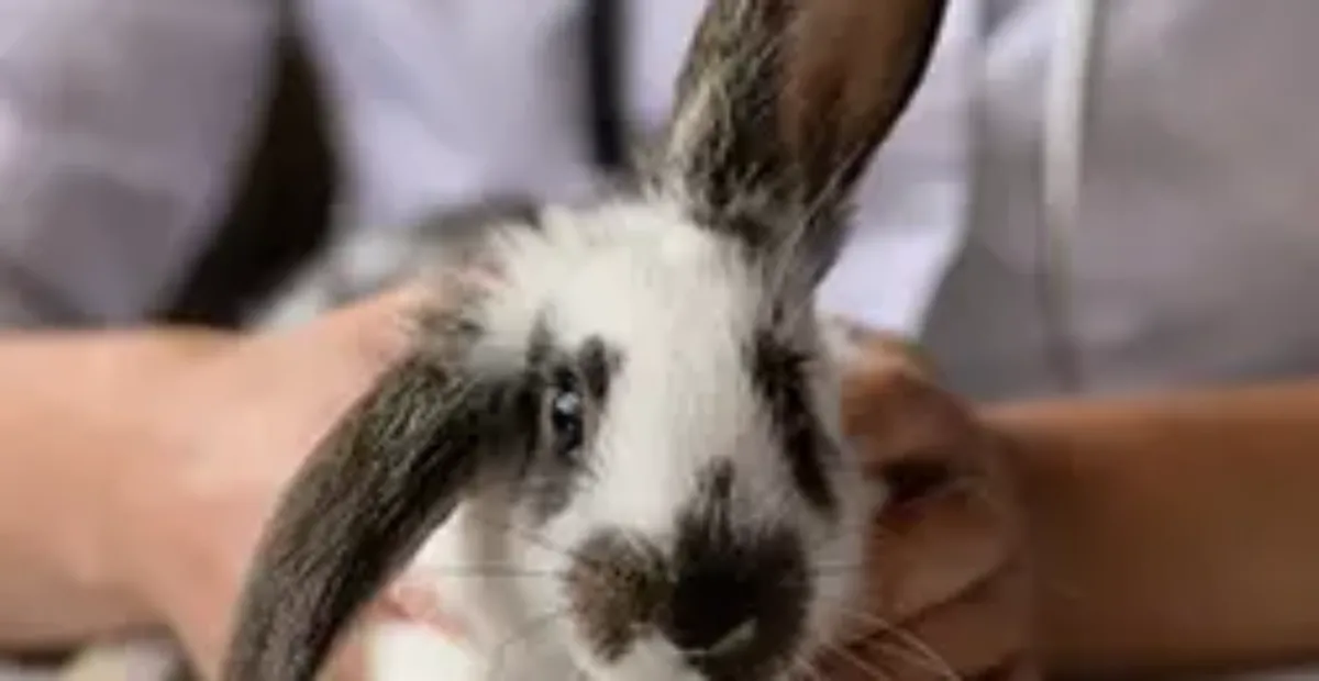 Mircro Rabbit Our Complete Guide to Microchipping Rabbits | Everypaw
