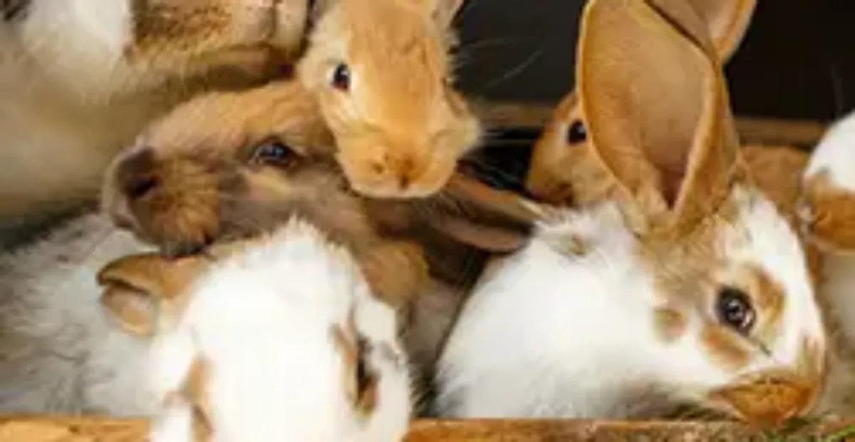 Your Guide to Pregnancy in Rabbits | Everypaw