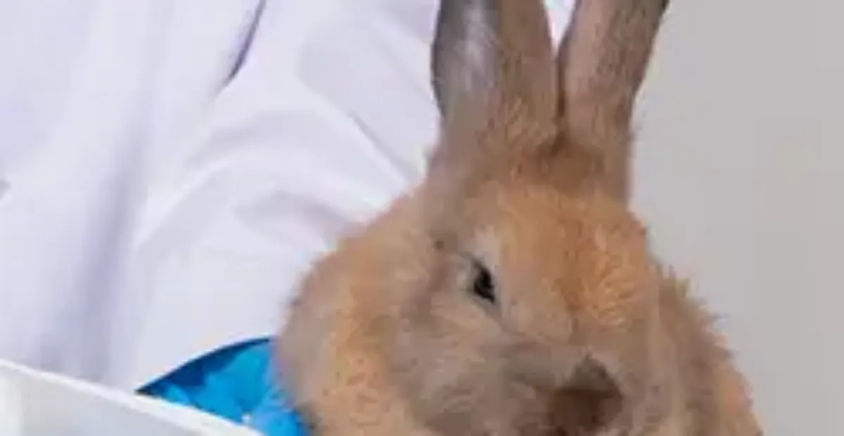 Symptoms and Treatment of a Broken Rabbit Leg | Everypaw