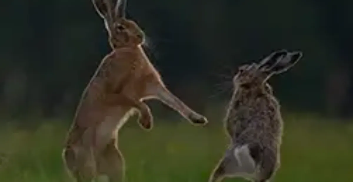 How to Stop Rabbits Fighting | Everypaw