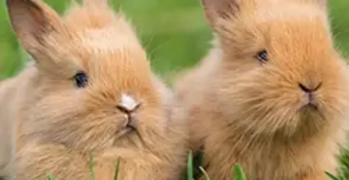 That Dam Rabbit Should I Get Another Rabbit? | Everypaw