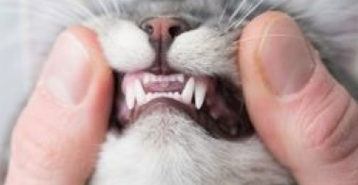 Unhealthy Cat Teeth: Spotting the Signs of Dental Disease | Everypaw