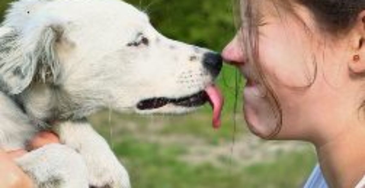 Why do dogs lick you?