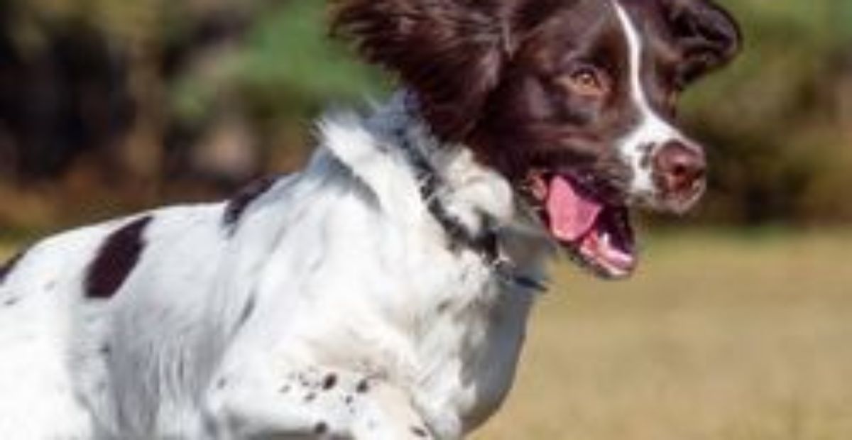 English springer spaniel behavior problems