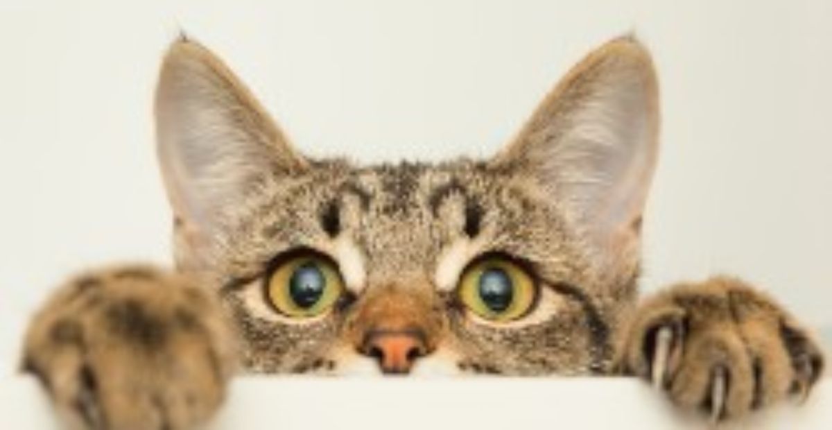 Cat sales ailments symptoms