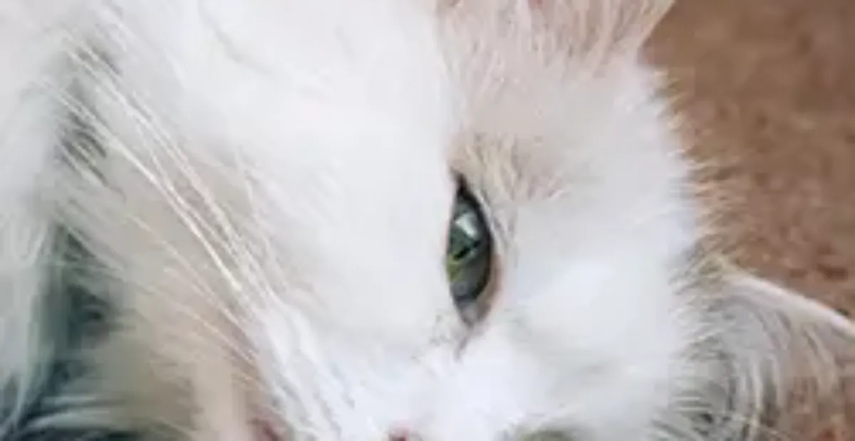 Symptoms and Treatment of Cancer in Cats | Everypaw - Feline Cancer In Older Cats Stages