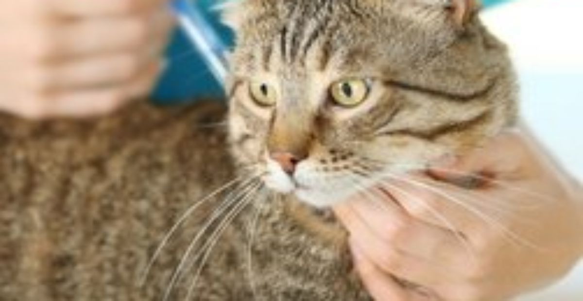Cat booster best sale injections overdue