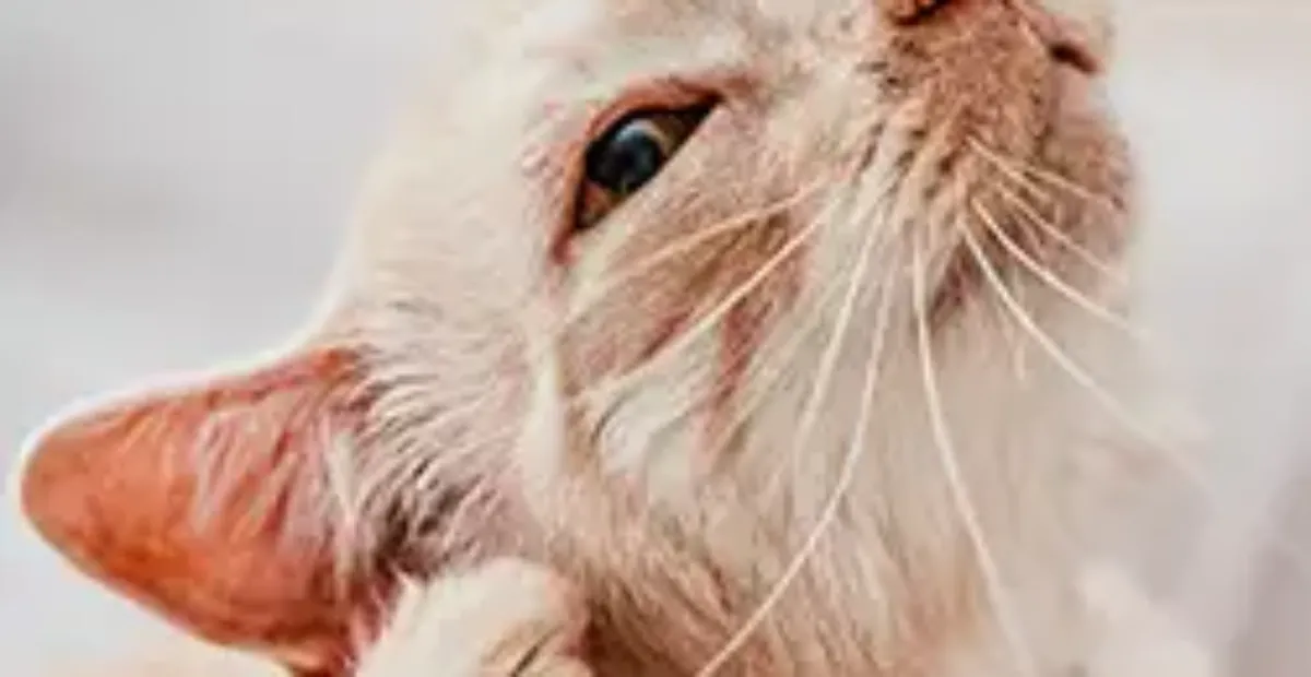 Cat ear discount mite treatment uk