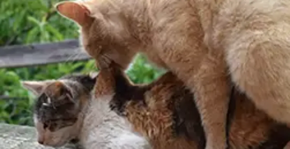 Cat Mating and Sexual Behaviour Everypaw