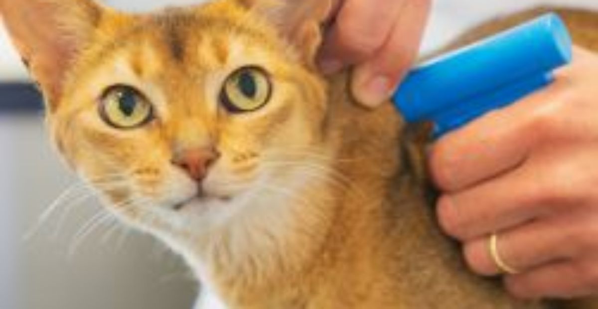 An Owner s Guide to Cat Microchipping Everypaw