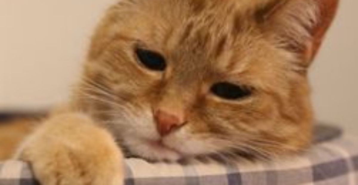 Cat Poisoning Awareness: What’s Poisonous to Cats | Everypaw