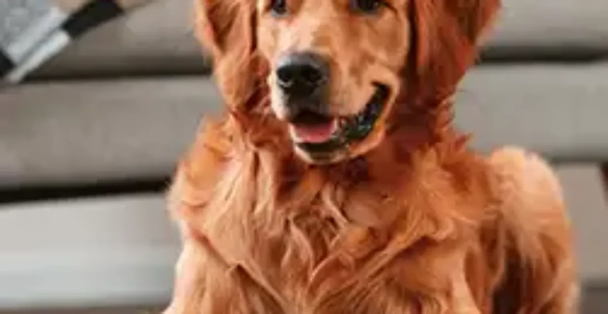 Image showcasing Epilepsy in Dogs: Everything You Need to Know | Everypaw