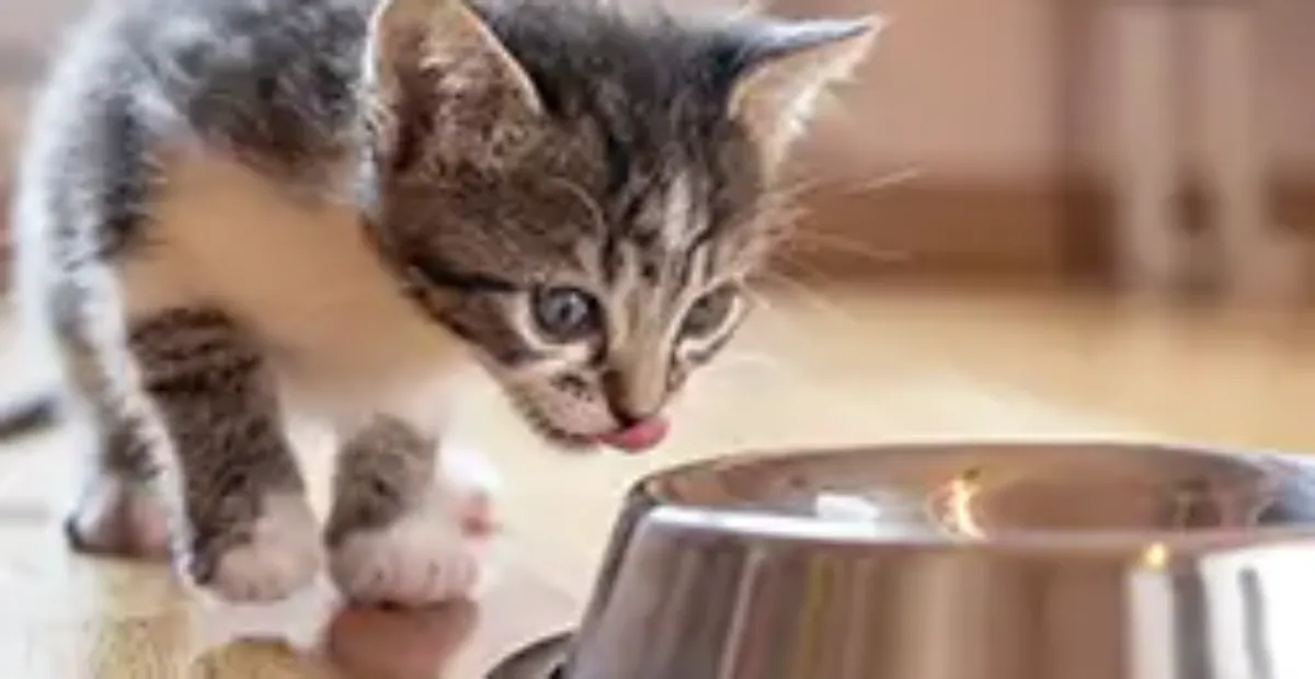 Over feeding kittens 2025