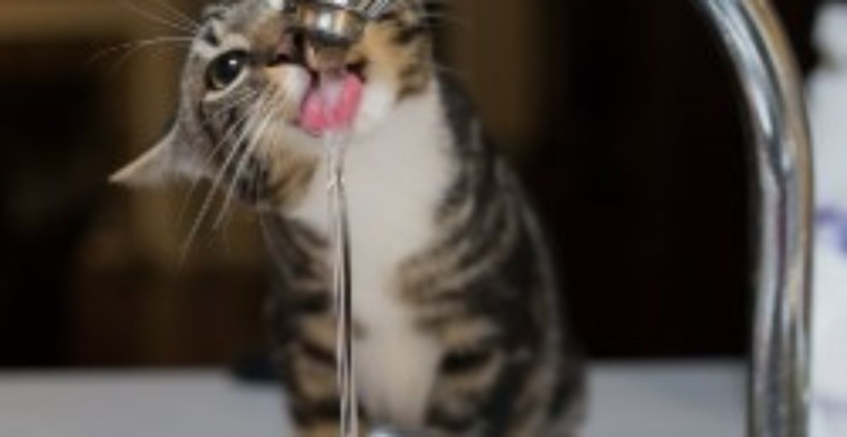 Looking after a new kitten online