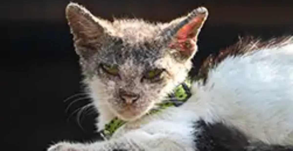 Causes Signs and Treatment of Mange in Cats Everypaw