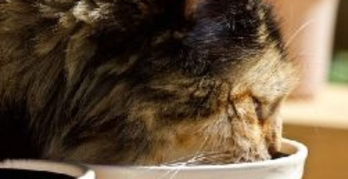 Can pregnant cats drink on sale milk