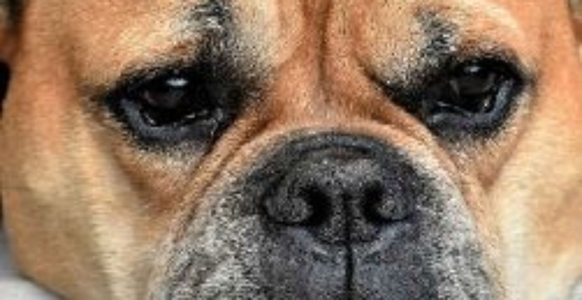 Mythbuster for dogs Everypaw