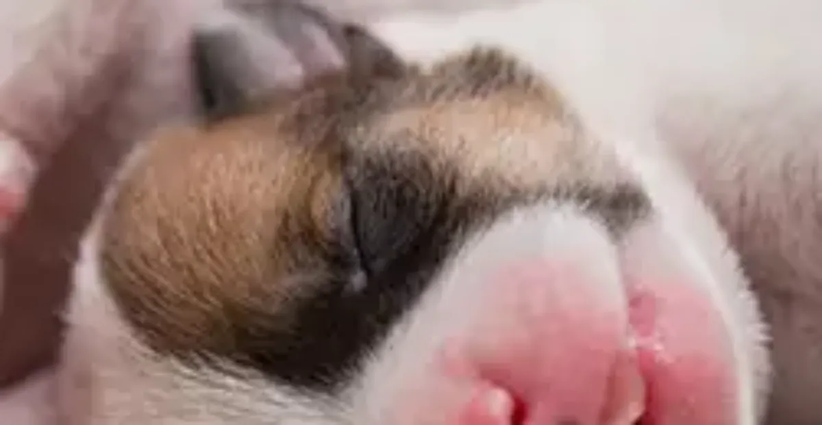 Puppy eyesight at 8 hot sale weeks