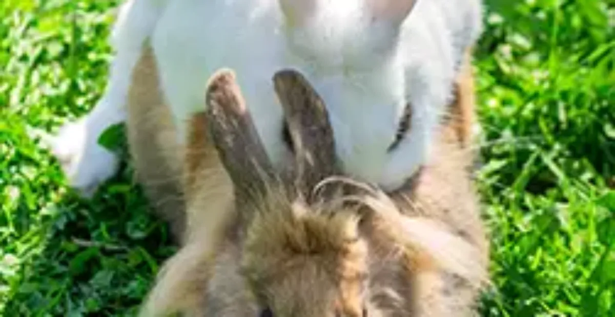 Female rabbit aggressive shop towards male