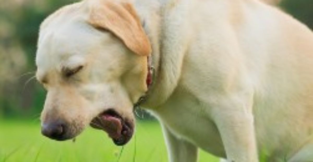 Treatment for deals kennel cough