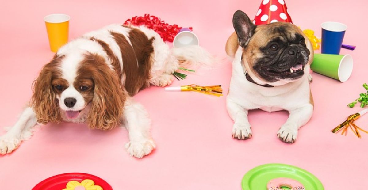 Top Dog Birthday Present Ideas Everypaw