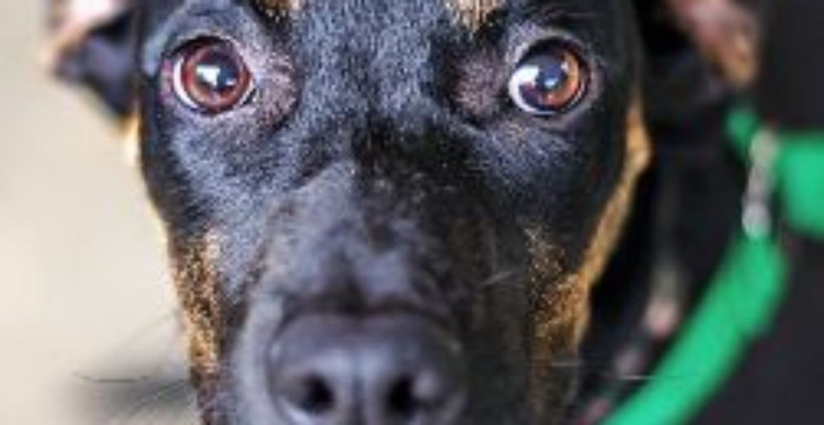 Why Does My Dog Shiver All The Time