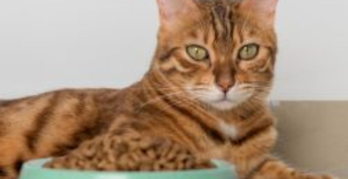 Cat not eating but otherwise fine sale