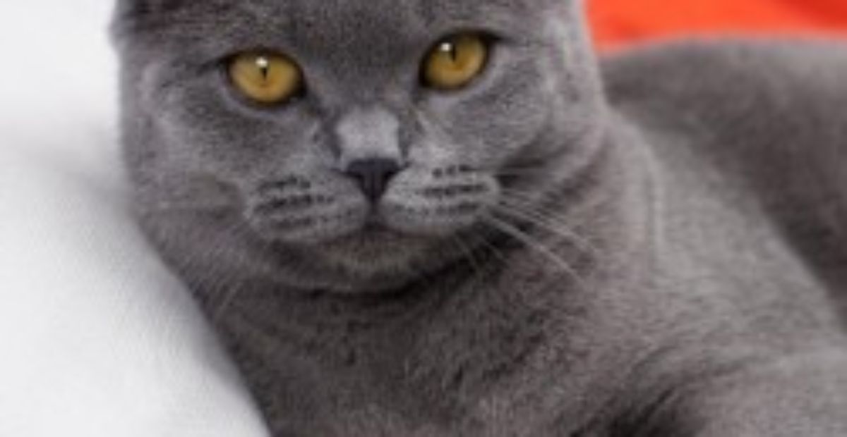 Trading post sales british shorthair