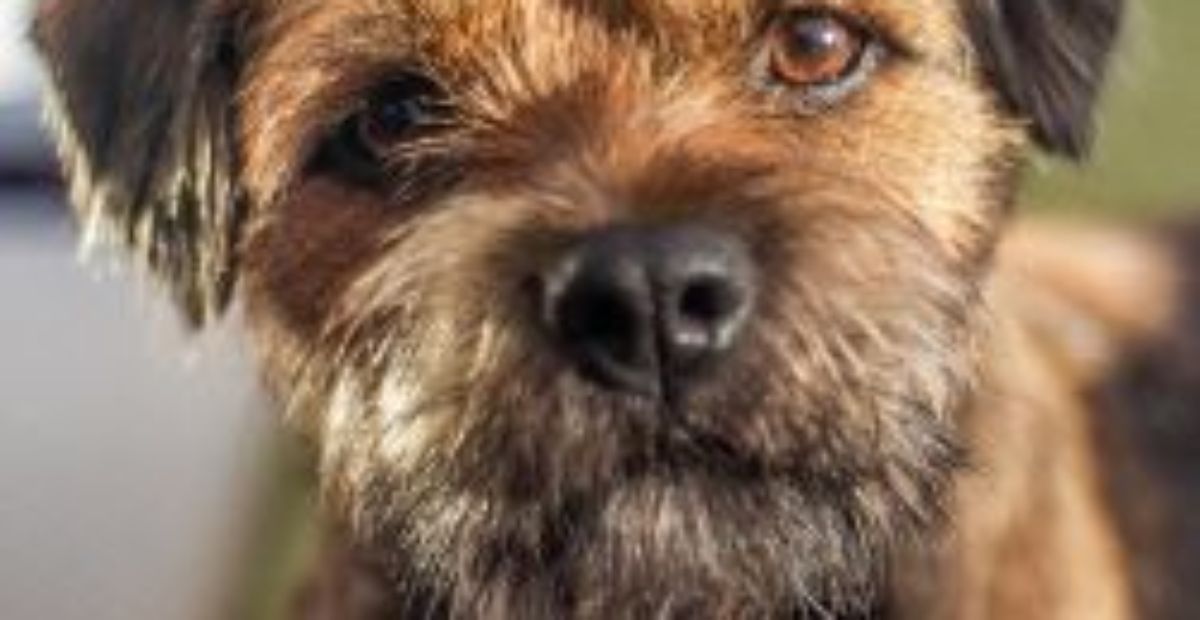 Border Terrier Insurance Health Advice and Health Problems Everypaw