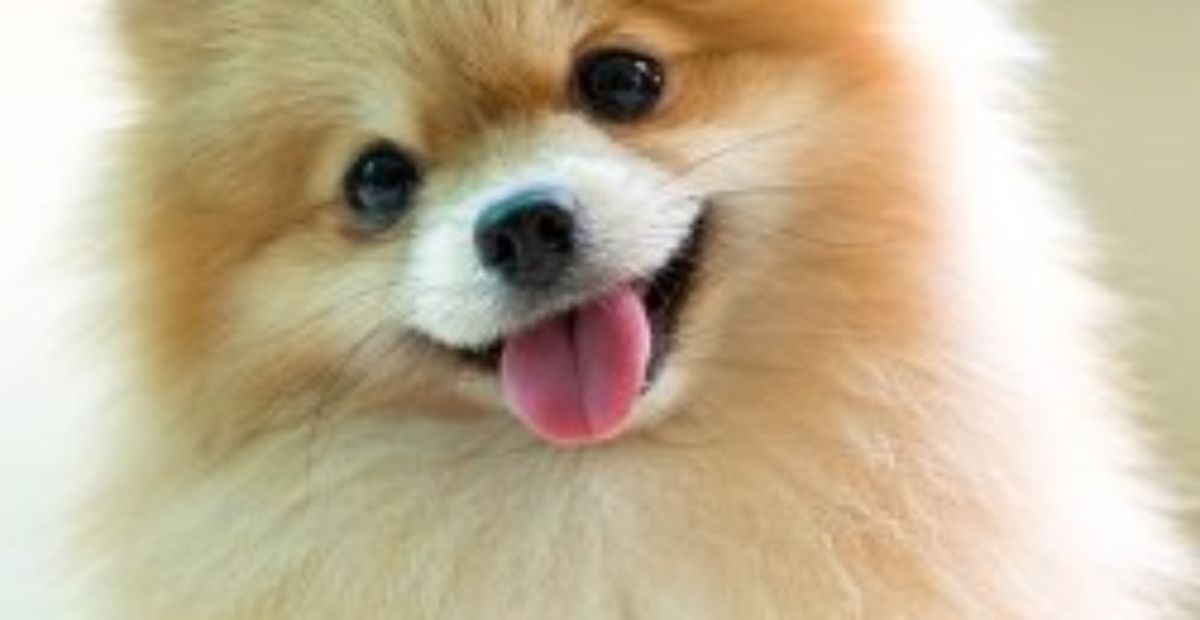 Pomeranian discount maintenance cost