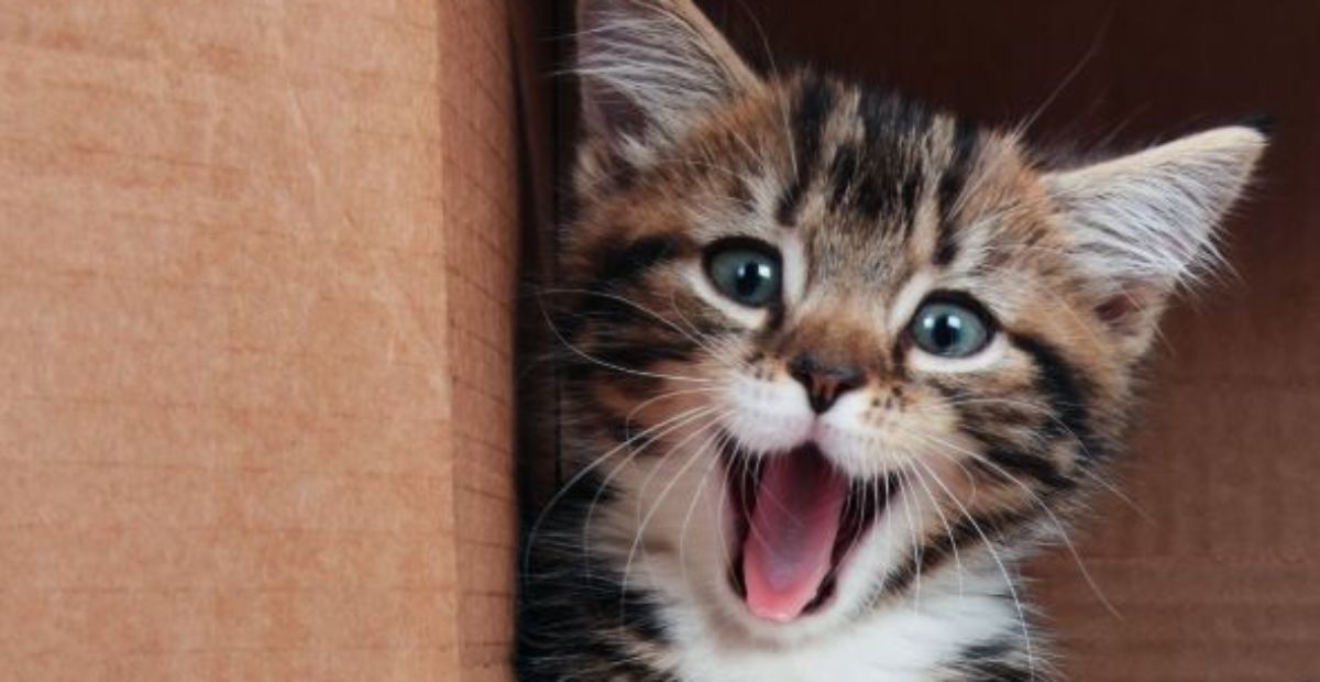 Kitten insurance top