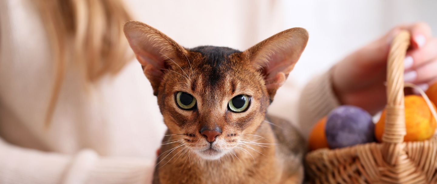 Abyssinian cat shop near me