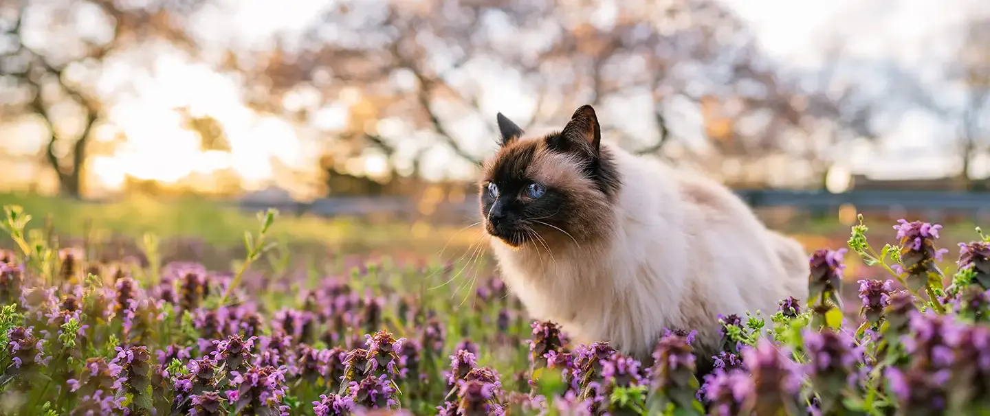 Balinese cat sitting in a meadow of flowers